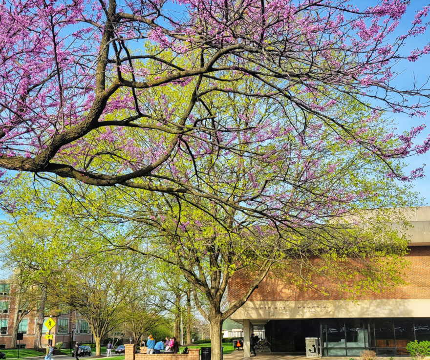 Blossoming pink and green leaved trees in front of the Courtright Memorial Library building, Home Street side