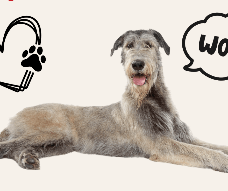 Irish Wolfhound saying 