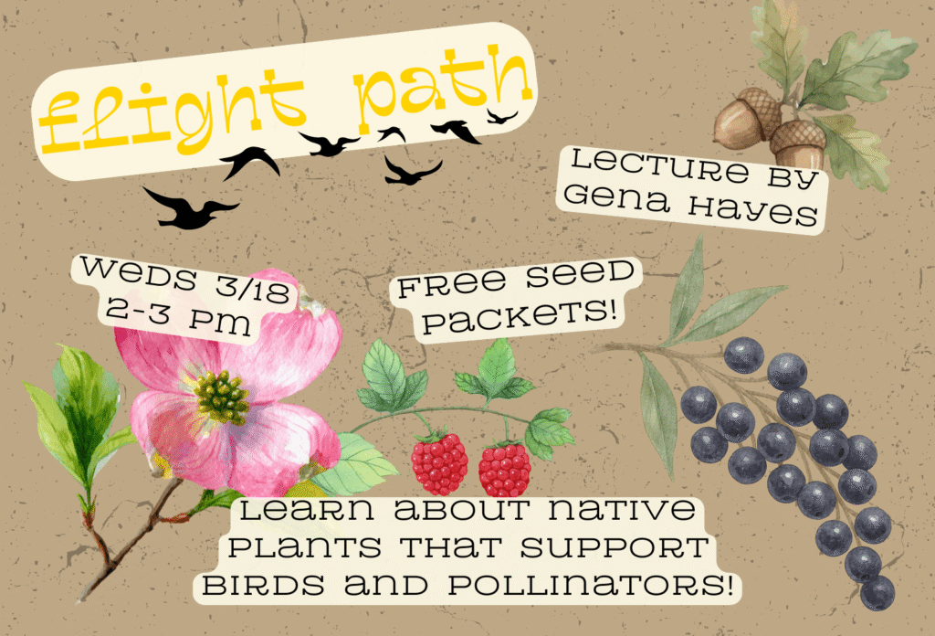 Event flyer // Images of flowers, berries, and acorns as well as a flight of birds adorn the page // Text reads, "Flight Path. Lecture by Gena Hayes. Wednesday March 18th from 2:00-3:00pm. Free seed packets! Learn about native plants that support birds and pollinators." //