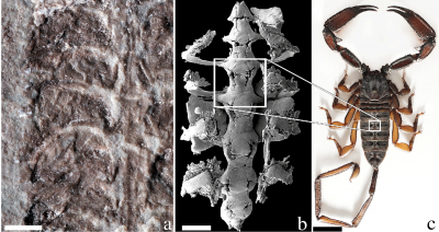 Andrew Wendruff Discovers World’s Oldest Scorpion Fossil