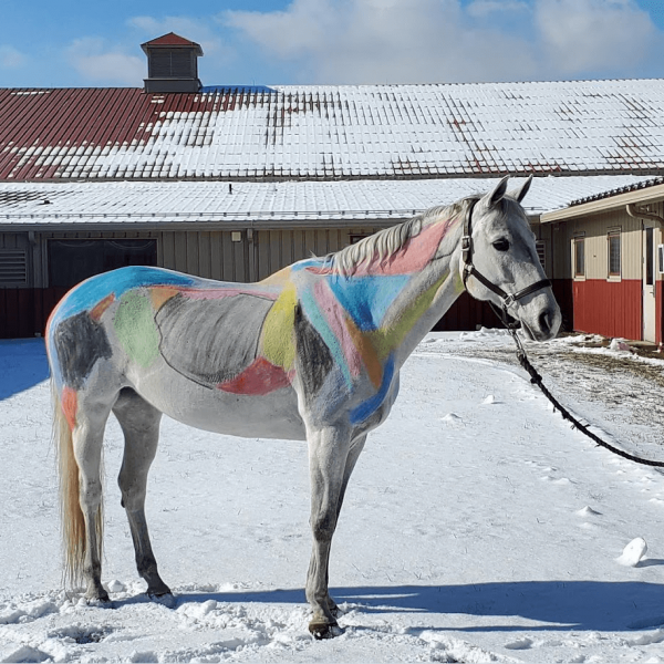 Annabelle A School Horse