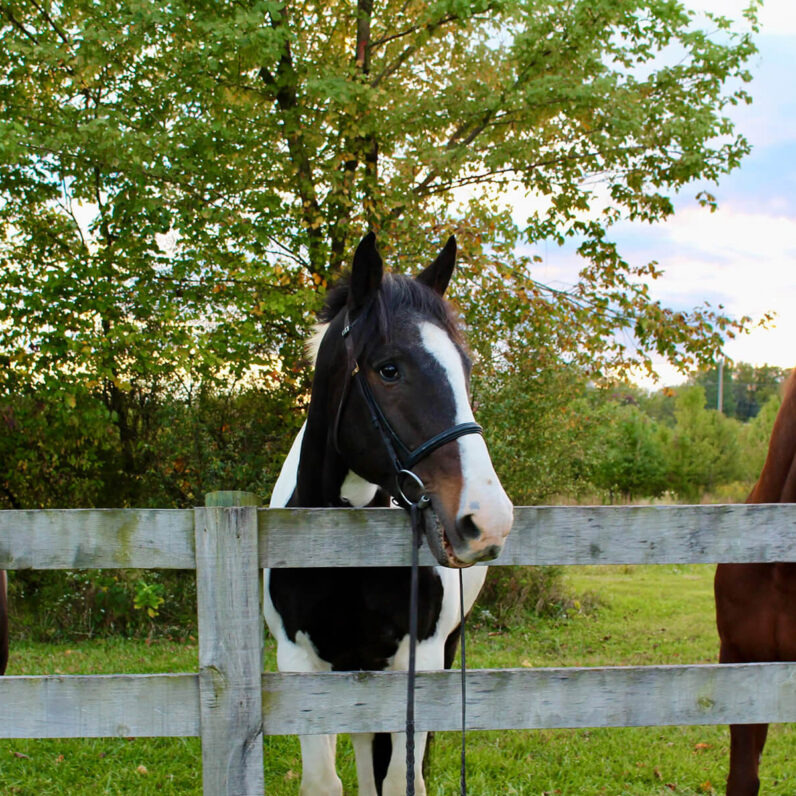Otterbein University Horses kermit, ted and cooper.