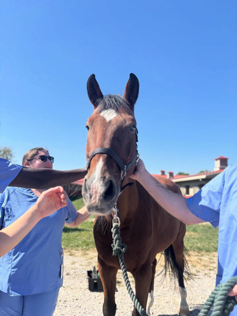 Students holding horse.. New Veterinary Mentoring Program Expands Ties Between Otterbein and Ohio State