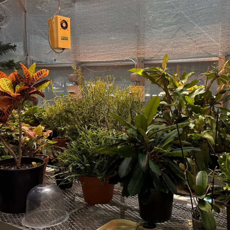 Otterbein University Green House Plant Photo 1