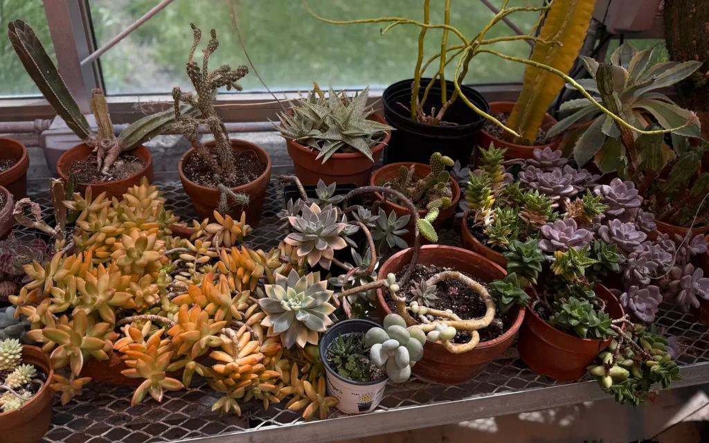 Otterbein University Green House Plant Photo 2