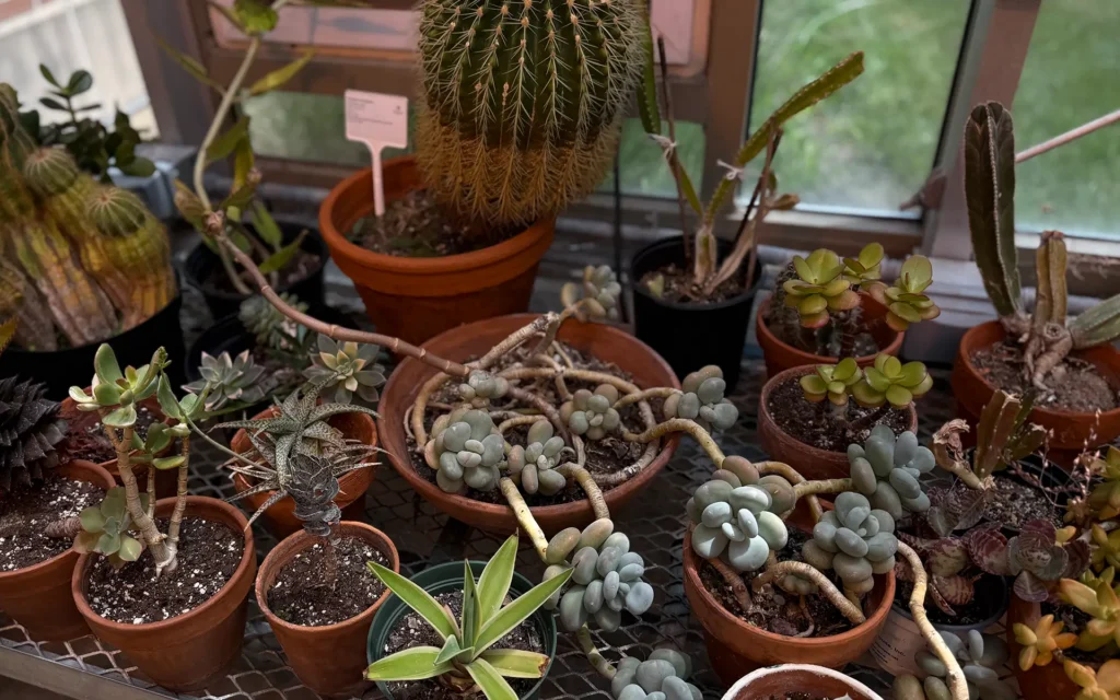 Otterbein University Green House Plant Photo 3