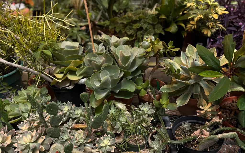 Otterbein University Green House Plant Photo 4